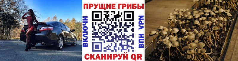 Галлюциногенные грибы мицелий  Шлиссельбург 